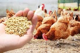 Poultry Feed